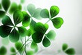 shiny small green clover leaves on light background