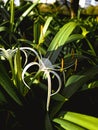Shiny spider Lily garden plant Royalty Free Stock Photo
