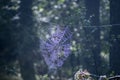 Shiny spiderweb closeup in a forest