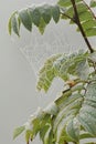 Shiny spiderweb in rain drops on the branch of rowan. Autumn.