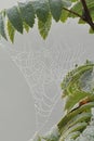 Shiny spiderweb in rain drops on the branch of rowan. Autumn.