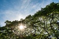 Shiny sun ray through the rain tree branches and leaves Royalty Free Stock Photo