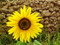 Shiny sunflower against stone wall Royalty Free Stock Photo