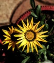 Shiny Sunflower in sunny morning planted in Vas Royalty Free Stock Photo