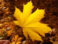 Shiny sunny maple leaf. Yellow autumn maple leaf shining in the sun.