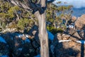 Shiny texture of silver bark of eucalyptus tree trunk with snow on background