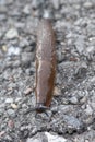 Shiny thick slug crawling slowly along asphalt in bright rays of hot sun