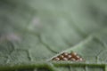 Shiny tops of a small cluster of butterfly eggs on the bottom of a leaf
