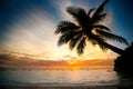 Coconut palm tree over blurry sunset ocean Royalty Free Stock Photo