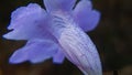 Shiny water droplets on purple flower Royalty Free Stock Photo