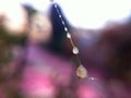 Shiny water drops atop cobweb. Wet cobweb texture closeup. Spider web background. Cob web net backdrop Royalty Free Stock Photo