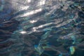 Shiny water of swimming pool on a sunny summer day. Royalty Free Stock Photo