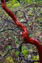 Shiny, wet, red bark of a twisted arbutus tree