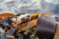 Shiny wet seaweed leaves on a sand. Close up Royalty Free Stock Photo