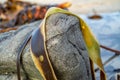 Shiny wet seaweed leaves on a sand. Close up Royalty Free Stock Photo