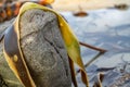 Shiny wet seaweed leaves on a sand. Close up Royalty Free Stock Photo