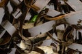 Shiny wet seaweed leaves on a sand Royalty Free Stock Photo