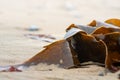 Shiny wet seaweed leaves on a sand Royalty Free Stock Photo