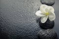 Shiny zen stones with water drops and plumeria flower. Top view Royalty Free Stock Photo