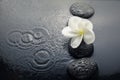 Shiny zen stones with water drops and plumeria flower. Top view Royalty Free Stock Photo