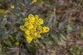 California barberry Mahonia pinnata shiny dark-red leaves and yellow flowers