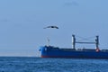 Ship and birds in antofagasta chile south america pacific