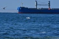 Ship and birds in antofagasta chile south america pacific