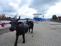 Ship - ferry in Ventspils harbour, Latvia