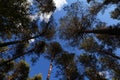 Ship pine trees in the forest, bottom view. Unusual view of the sky and clouds through the trees