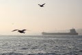 Ship shipping on water Bosphorus, seagulls, sunset, Istanbul Turkey