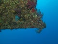 Ship wreck coral piece