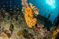 Ship Wreck in maldives indian ocean Royalty Free Stock Photo