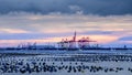 Shipping port with sunset sky at Laem Chabang deep-sea container por Royalty Free Stock Photo