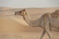 Ships of the Desert, Arabian Camel wth Sand Dunes, Dubai, UAE. Royalty Free Stock Photo