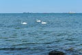 Ships on the horizon in the sea, three swans floating on the sea Royalty Free Stock Photo