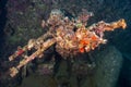 Shipwreck covered with beautiful corals under the sea