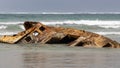 The shipwreck of the Pisces Star located on the shore of Carpenters Rocks South Australia on February 20th 2022