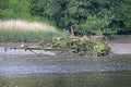 Shipwreck on the River Teifi