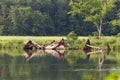 Shipwreck of the Sea scout in Mallows bay