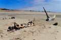 Shipwreck from Skeleton coast Royalty Free Stock Photo
