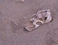 Shipwrecked shoe on a beach