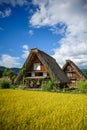 Shirakawa village harvest season