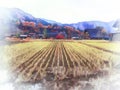 Shirakawago, an ancient farmer`s village, rice fields