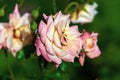 Shiralee rose bred by Patrick Dickson. Orange-pink hybrid tea rose with coral shading, yellow undertone