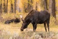 Shiras Bull and Cow Moose in Rut