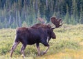 Shiras Bull Moose