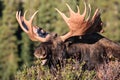 Shiras Bull Moose Royalty Free Stock Photo