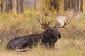 Shiras Bull Moose Bedded Royalty Free Stock Photo