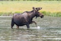 Shiras Bull Moose of The Colorado Rocky Mountains