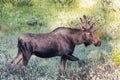 Shiras Bull Moose of The Colorado Rocky Mountains